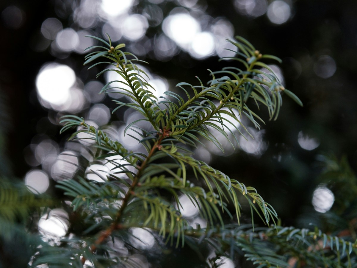 Devocional: ¡Admirable Consejero!